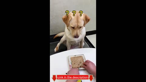 Dog Reaction