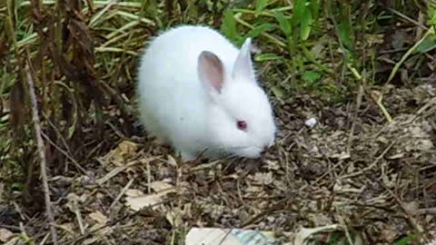 Albino Bunny in the Wild.