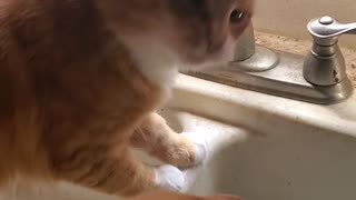 Cats figuring out the sink