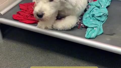 Old English Sheep Dog