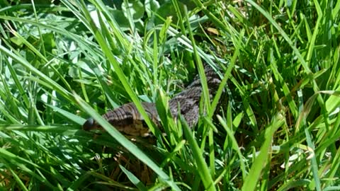 Caterpillar in the grass