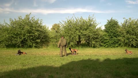 Dogs are training to protect a property. Three dogs are located beside bags and protecting them