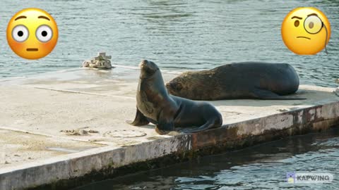 Two Seals on Dock