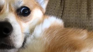 Corgi Nose Boop!