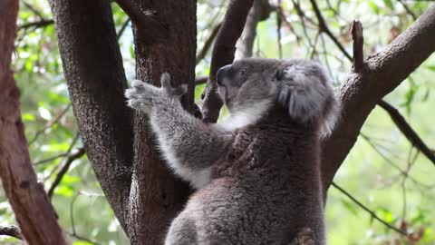 Koala in Tree