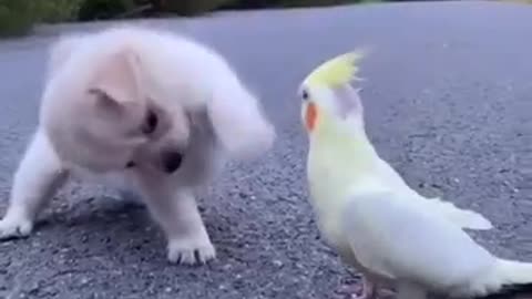 funny dog and bird ☺