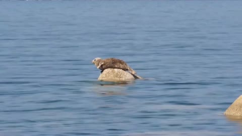 Pinniped video /Seals cute video in water /Leopard Seals Play and Hunt in water/ National Geographic