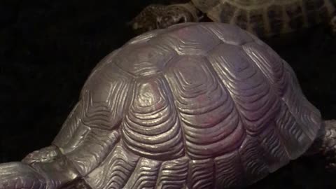 Roly Poly Tortoise