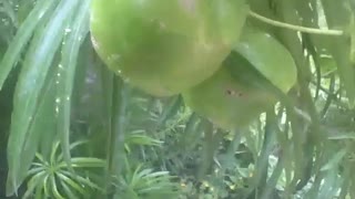 Spanish tamarind, the fruits are green, very exotic! [Nature & Animals]