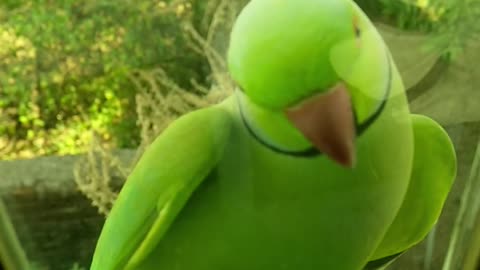 Green Parrot Sitting In A Glass Window Ledge