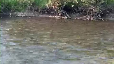 North Tongue Fly Fishing in Wyoming