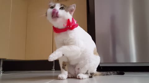 Cute Cat with Funny Reaction