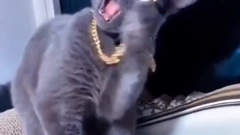 Viral singing cat video||