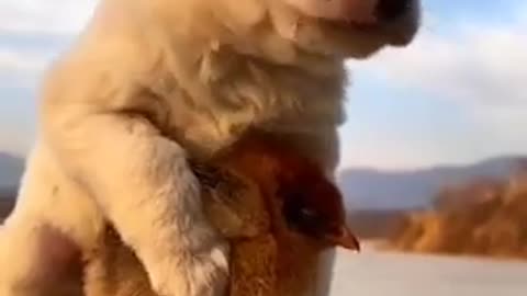 funny cute dogs love with chicken