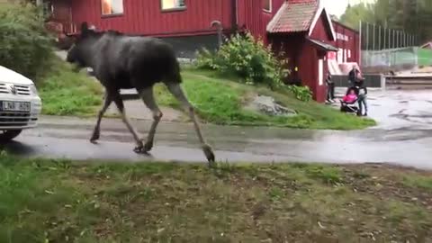 Moose attack