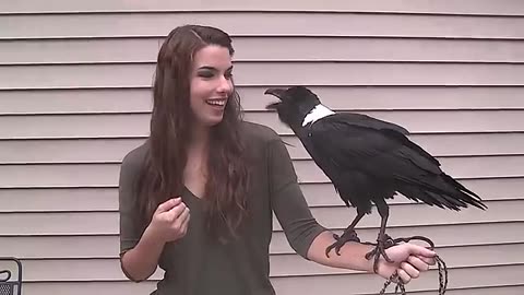 Ravens can talk!