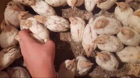 Small chickens top video hahha