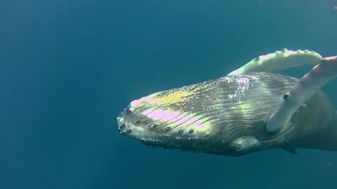 Mother Humpback with Child humpback under the sea swimming