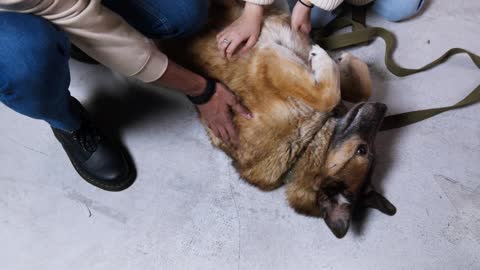 People Petting a Dog