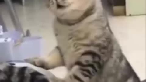 cat roar