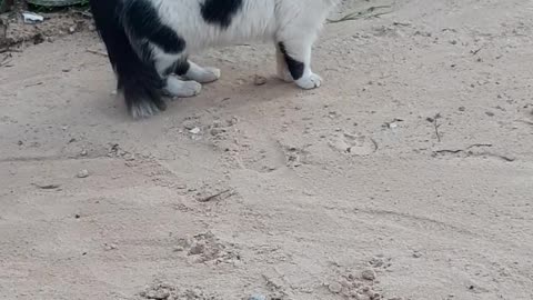 This lovely cat looks at the camera