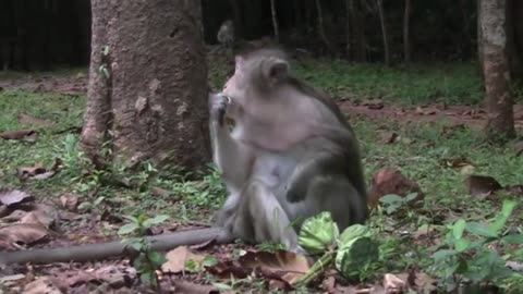 Cute and Funny Monkeys: Hilarious Monkey Videos Compilation