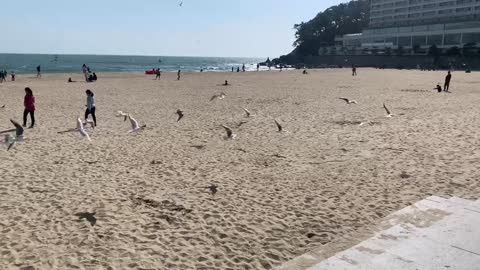 seagull in Haeundae beach