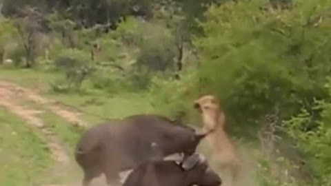 Lion attack buffalo short video