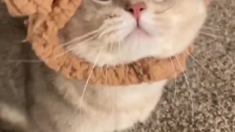 A cute voice cat🐱, Must Watch.