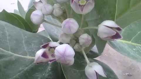 Tree has white and purple flowers, some are open, others closed [Nature & Animals]