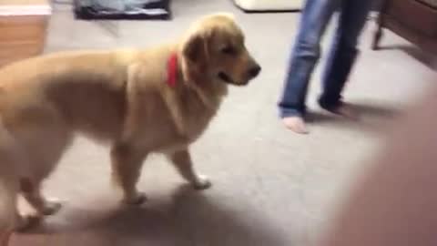 Golden retriever imitating ambulance siren.