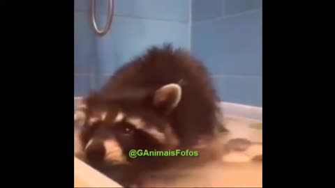 G Cute Animals - Raccoon taking a shower