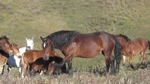 Horses and roe deer in the wild.