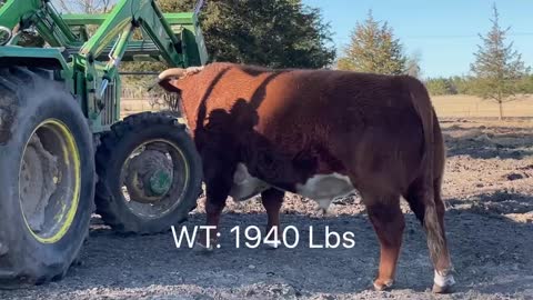 Registered Hereford Bull 🔥“DOZIER 1105G”