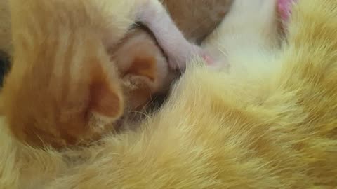 #kittens #catsofinstagram #cats #cat #kitten #kittensofinstagram Ep1