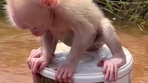 Cute monkey