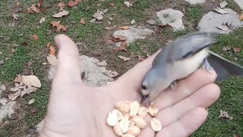 Bird in the hand 2