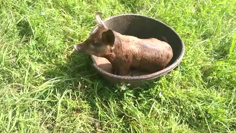 Raising Pasture Pigs