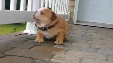 dog afraid to go down stairs