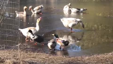 Geese greet much needed morning sunshine.