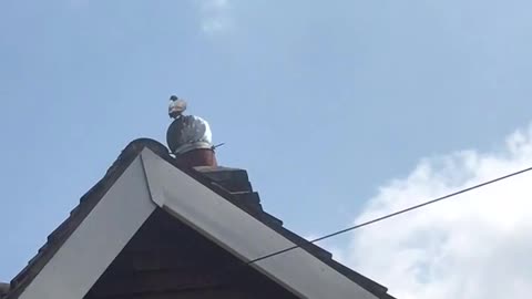 Pigeon Chimney Merry-Go-Round