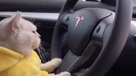 Cat drive a car