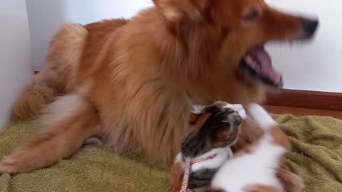 A Dog and a Cat Playing