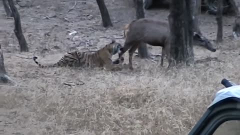 Tiger Kill bear - Tigers attack wild boar and deer