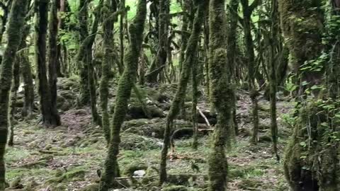 Unusual forest with birdsong