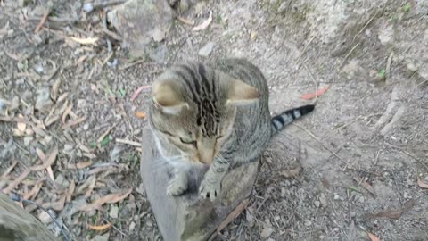 Blue and Skippy, two of our cats