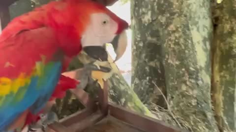 Brazil: André and Valda Sateré-Mawé tribe have a pet macaw