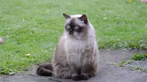 cute CAT relaxing with Bird Sounds