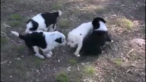 cute puppies playing together