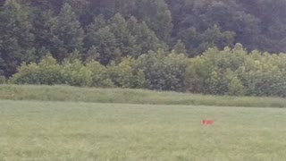 Baby Deers and Parents